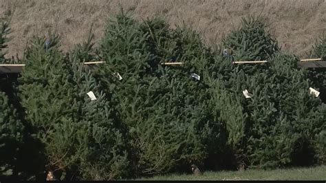 National Christmas Tree shortage impacts Selkirk farm